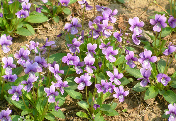 紫花地丁